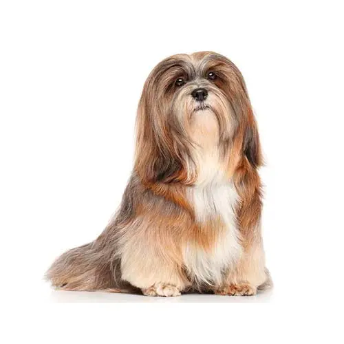 Lhasa Apso 